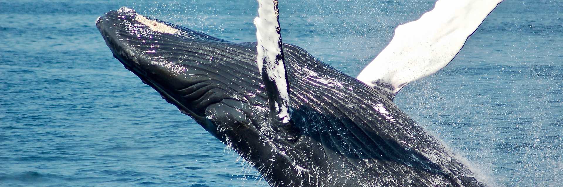 Whale Breaching